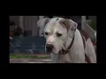 Download Lagu homeward bound 2 lost in San Francisco beginning ￼
