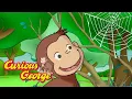 Download Lagu George the Spider Monkey 🐵 Curious George 🐵 Kids Cartoon 🐵 Kids Movies