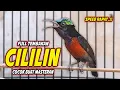 Download Lagu MASTERAN KOLIBRI NINJA FULL TEMBAKAN CILILIN MEWAH !! PANCINGAN KONIN AGAR CEPAT GACOR BONGKAR ISIAN
