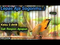 Download Lagu SOGON TROTOL MANAPUN NGKLEPER DENGAR SUARA GACOR TEMBAKAN FULL ISIAN EMOSI..!