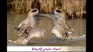 اصوات الطيور المهاجره للعراق  جشم  حذاف مصجعر شيج دندنها