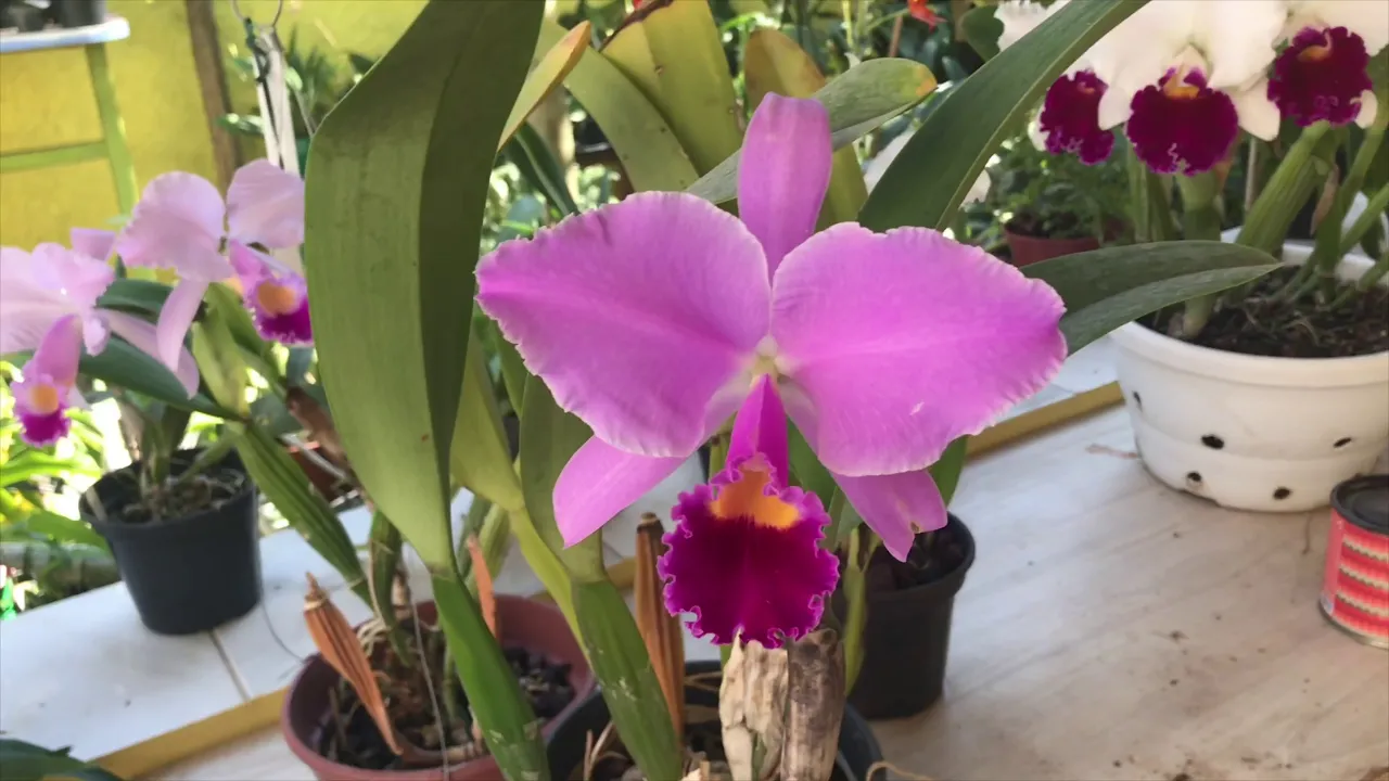 TABELA DE ADUBAÇÃO PARA SUAS ORQUÍDEAS!