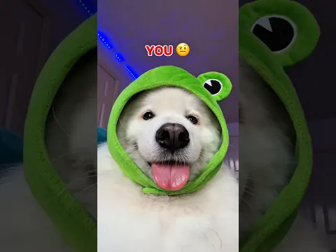 Send this to your Bestie 😁 #dogshorts #cutedog #pets #dog #puppy #samoyed #relatable #bestie #cute