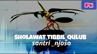 Download Sholawat tibbil qulub santri njoso terbaru MP3