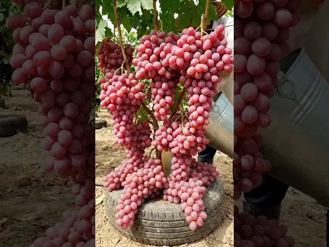 How to grow grape from fruit seeds to ensure a high yield.#grape #Grow