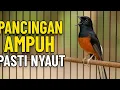Download Lagu murai batu gacor AMPUH buat PANCINGAN murai batu agar bunyi ikut NYAUT EMOSI NYAUT