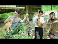 Download Lagu CEO Leaves The City To Go To The Forest, Saves A Dog FromThe Slaughterhouse, Catches Wild Frogs.