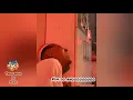 FIM DO ANO 2 - MC ALE e MC DIGO STC ( Web-lyric ) com letra Mcs Alê e digo stc fim do ano com letra