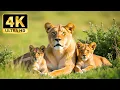 Download Lagu Enchanting Wildlife in 4K – Stunning Nature Scenes with Calming Music