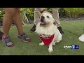 Raising Cane s Oahu SPCA hosts pet adoption fair for puppies older dogs