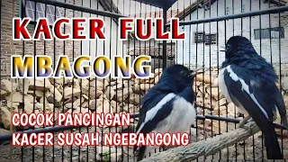 kacer mbagong buat pancingan kacer lambat panas kacerbagong hasanarifinkacer