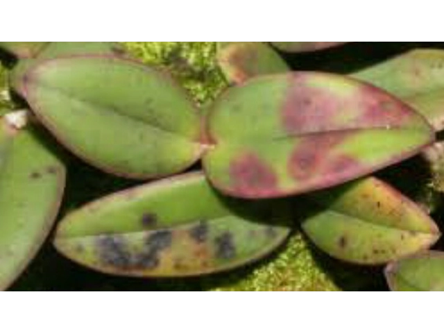 FUNGOS NAS ORQUÍDEAS, COMO EVITAR!