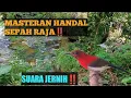 Download Lagu PANCINGAN / MASTERAN SEPAH RAJA AGAR CEPAT BUNYI GACOR‼️#masteranburung #kolibri #sepahraja