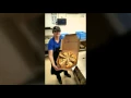 Domino s Pizza in Kankakee - Things You Didn t Know About Pizza