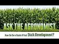 How Do Corn Roots Effect Stalk Development