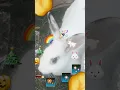 Download Lagu #music #edm #remix #dj #bass cute bunny cute #bunny #rabbit =3 :3