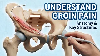 Inguinal Region Anatomy Inguinal Ligament Attachments and Clinical Relations