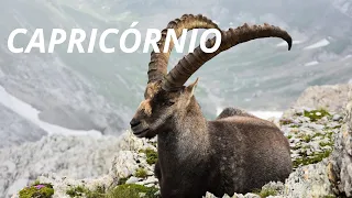 CAPRICÓRNIO ♑️ Fim de uma dor/transformação/vem um novo amor♥️♥️a imperatriz.@Docarmo-s4h