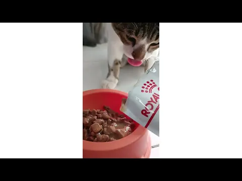 Download MP3 Review Cat Wet Food | Royal Canin Sterilised for Neutered Adult Cat