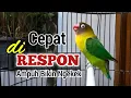 Lagu DIJAMIN CEPAT DI RESPON, !! Berawal FIGHTER Ngetik Lanjut NGEKEK PANJANG, Pancingan Lovebird Fighter