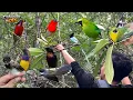 Download Lagu LEBARAN HARI KE 2 ISENG-ISENG MIKAT BURUNG DEKAT DENGAN PERMUKIMAN WARGA