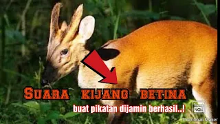 suara kijang betina mantap untuk nyanggong