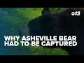 Why Asheville bear had to be captured