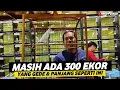 Download Lagu GAK CUMA 1 EKOR KENARI SEGEDE INI DISINI BAHKAN ADA YG KAYAK AYAM KATE