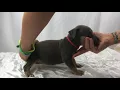 tri blue nose pitbull - tri-color blue nose pitbull