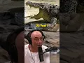Download Lagu Encountering 28-foot crocodiles in the Wild - Joe Rogan and Kelly Slater  #JRE