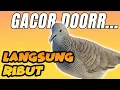 Download Lagu PANCINGAN PERKUTUT LOKAL GACOR BIKIN RIBUT