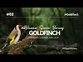 Download Lagu Bird Sounds | without Music | Mindfulness Meditation | Positive Morning | Suara Burung Goldfinch
