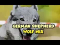 Wolf German Shepherd Mix Hybrid Dog Br