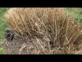Home Depot Vigro black mulch Watch before buying