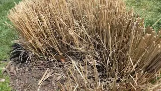 Home Depot Vigro black mulch Watch before buying