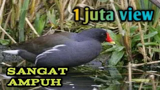 Download Suara mandar jantan ampuh buat pikat MP3