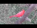 Beautiful Cardinal Bird on Maui
