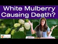 White Mulberry Causes Death? Chat with an Herbalist
