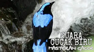 Download MASTERAN BURUNG CUCAK BIRU IRAMA LAGU MP3