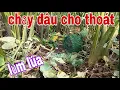 Download Lagu Bẫy Chim Quốc Lạc Vào Động Quốc Gặp Trời Đổ Cơn Mưa Tơi Bời # SĂN BẮT ĐỒNG THÁP #
