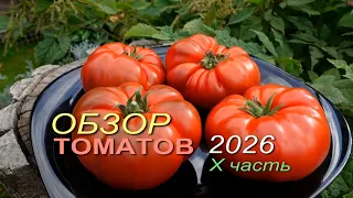 Обзор коллекционных сортов ТОМАТОВ сезона 2026 🍅 X часть