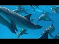 Dolphins - Richie Havens
