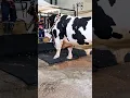Download Lagu Holstein Friesian bull with muscular and robust build