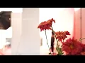 Dere - Biru (Official Lyric Video)