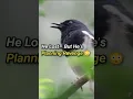 Download Lagu Burung Magpie Robin Kalah dalam Pertempuran… Tapi Bukan Perang 🐦