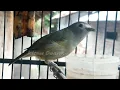 Download Lagu Siulan Burung Opior Jawa Gacor dan Jernih
