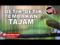 Download Lagu #1 🔴 Masteran Kolibri Kelapa WICEH Betina Tembakan Tajam ❗️Masteran Viral 2023❗️