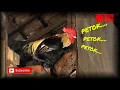 Download Lagu Suara ayam petok-petok #1 |Suara ayam panik | Suara ayam ketakutan | Suara ayam bertelur
