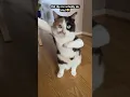 Download Lagu Bailando bailando cat Chinese dance #cats #catmeme  #catphoto #catpicture #funny