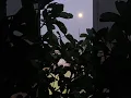 Lagu Vaa Vaa Anbe Anbe #rooftopgardens #rooftopgardens#nightgarden#80stamilhits #tamilbgm #ilayaraja#moon